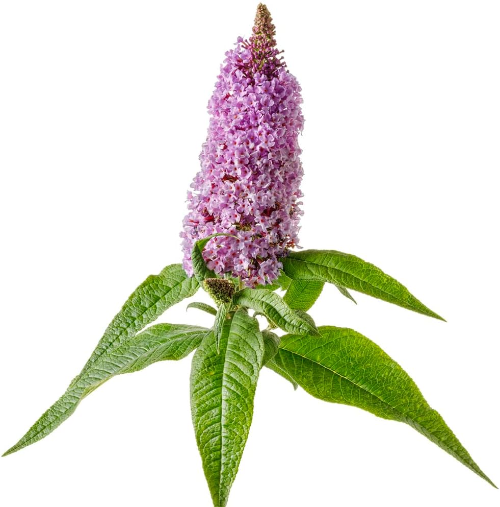 3 gal Light Purple Deciduous Shrub C937