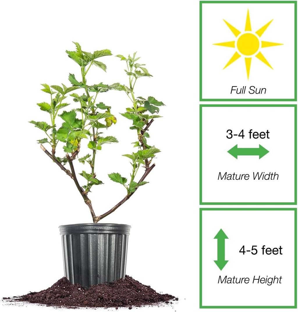 Triple Crown BlackBerry Bush 1 Gallon S54284