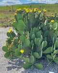 1 PAD Cutting Winter Hardy Cactus V2586