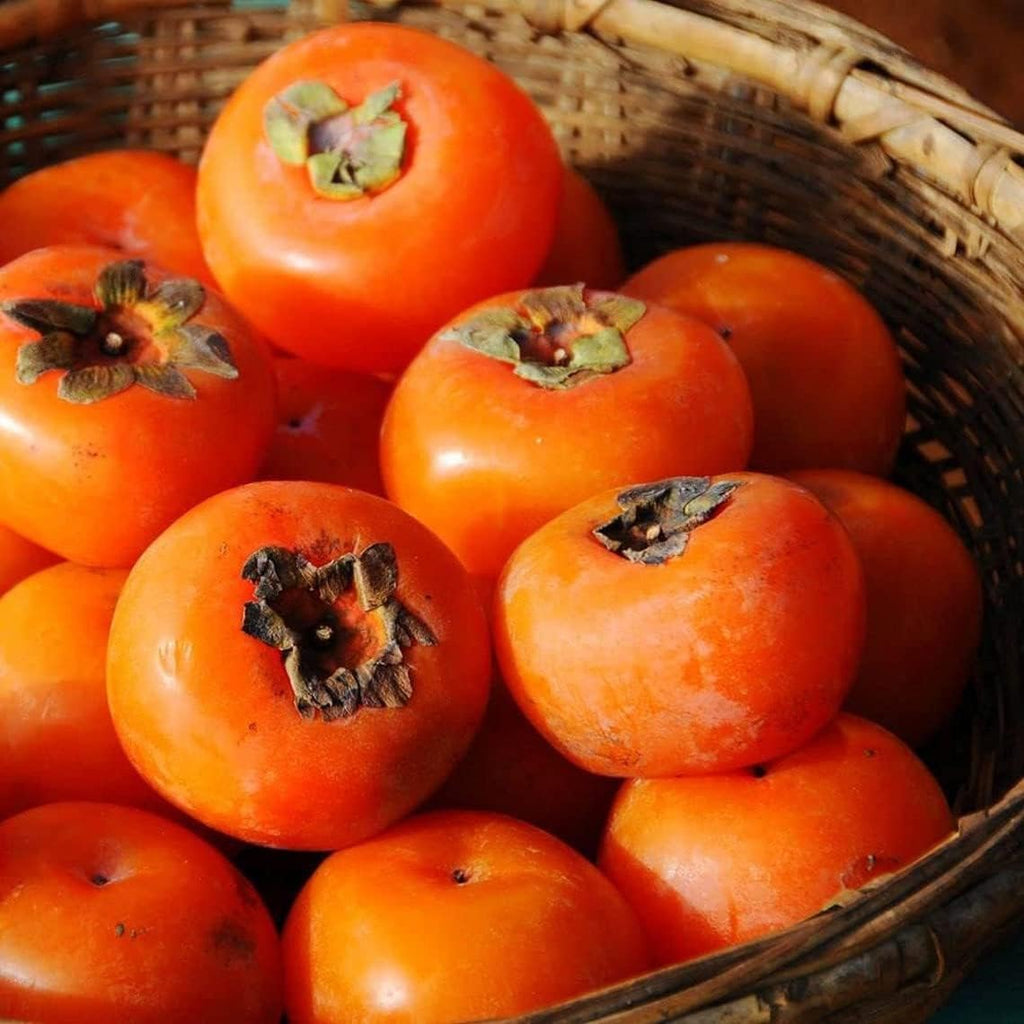 Persimmon Tree Seeds - 50 Seeds J77306