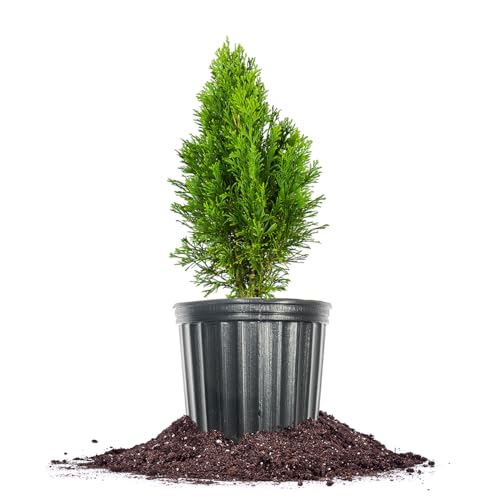 Emerald Green Arborvitae in 3 Gal. Grower's Pot K162