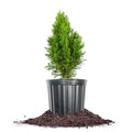 Emerald Green Arborvitae in 3 Gal. Grower's Pot K162
