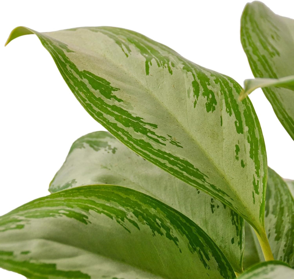 Silver Bay Chinese Evergreen 4" Pot O561