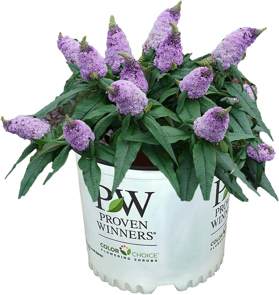 3 gal Light Purple Deciduous Shrub C937