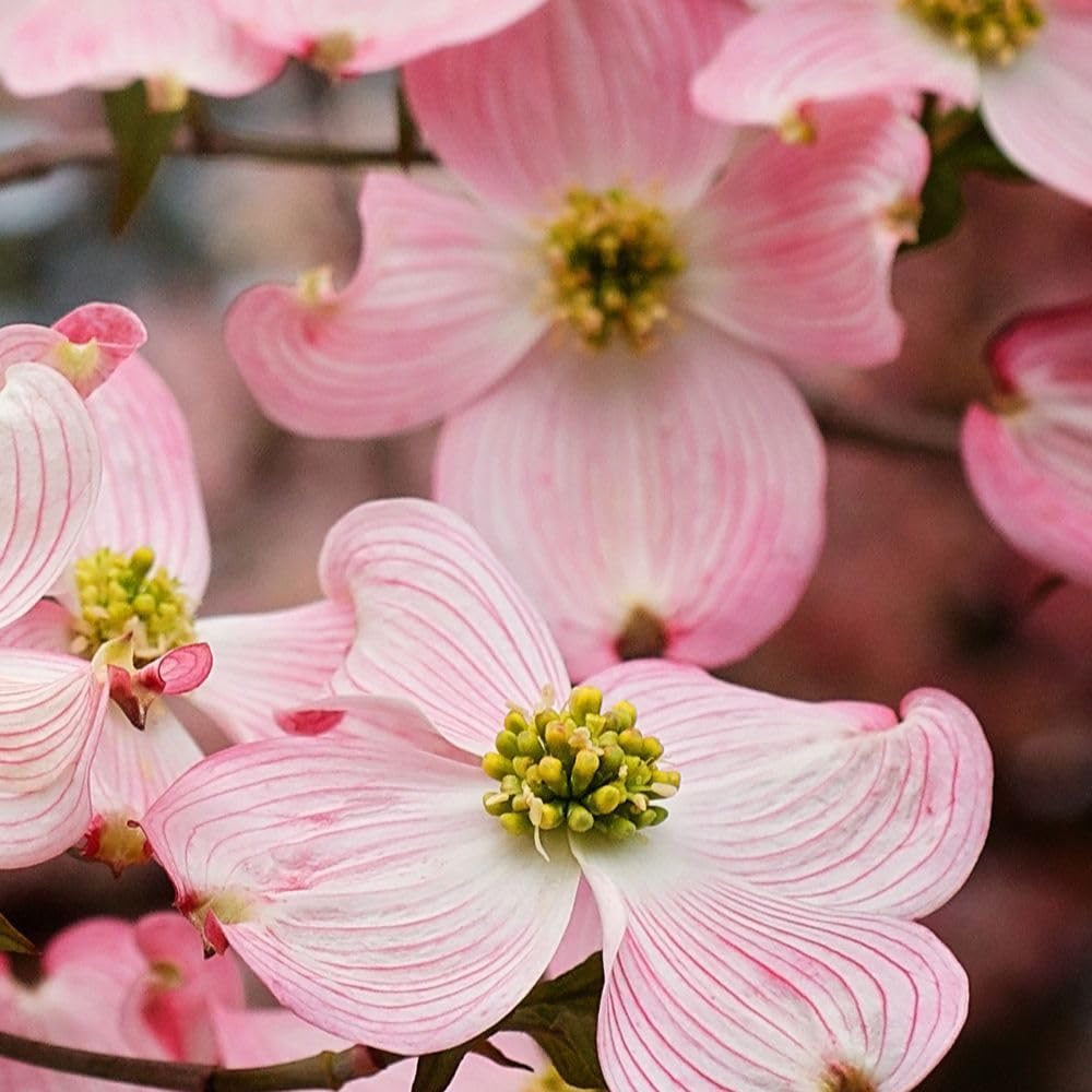 1 gal Pink Flowering Dogwood Tree O875347