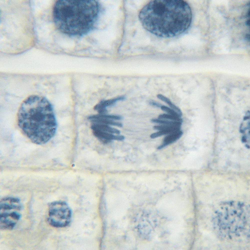 Microscope Slide Set Q612692