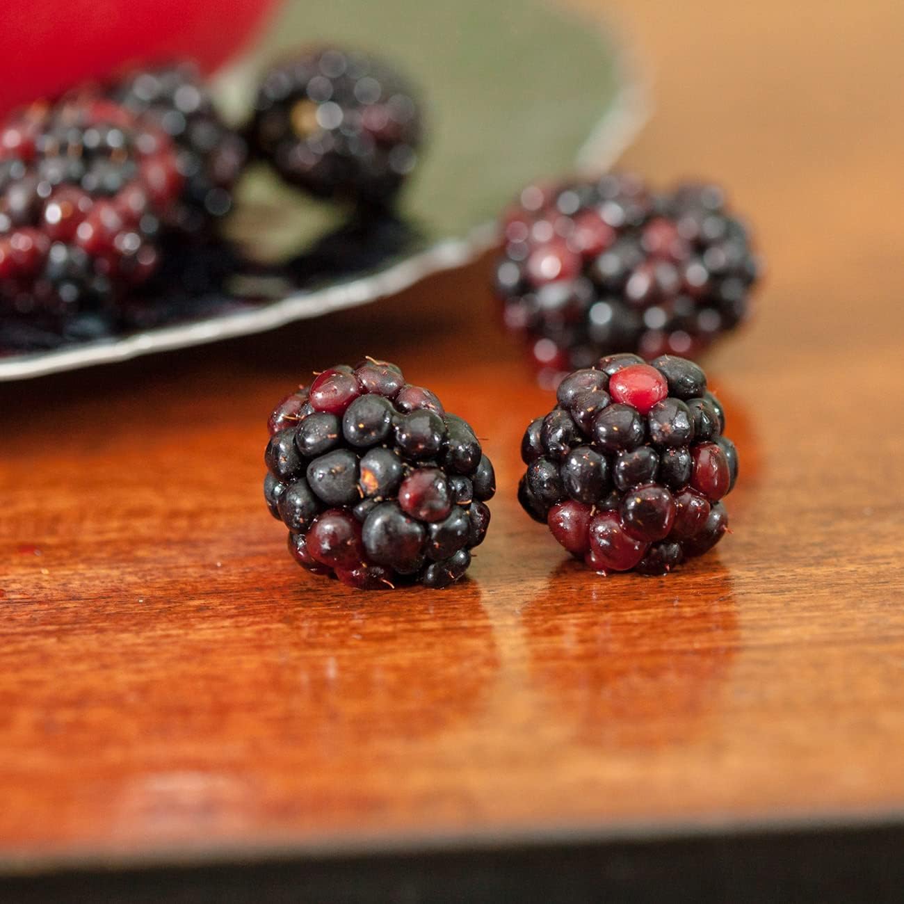Triple Crown BlackBerry Bush 1 Gallon S54284