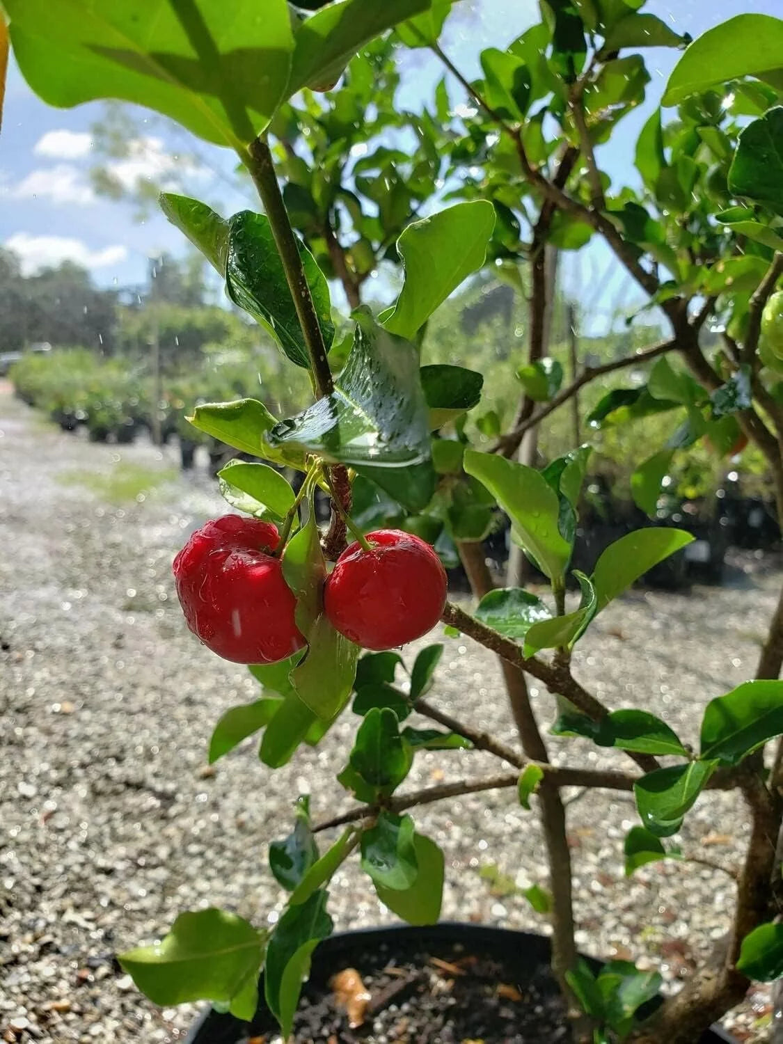 Live Plant in a 4 Inch Grower's Pot T887