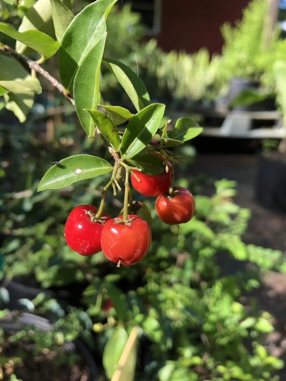 Live Plant in a 4 Inch Grower's Pot T887