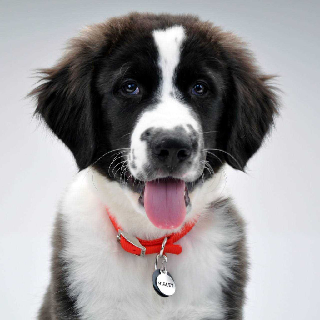 Dog ID Clip M9581