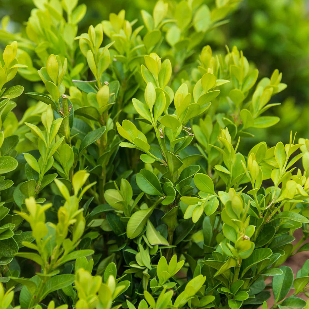 Green Velvet Boxwood Broadleaf Evergreen Shrub, 2.50 qt pot (1-Pack) J888