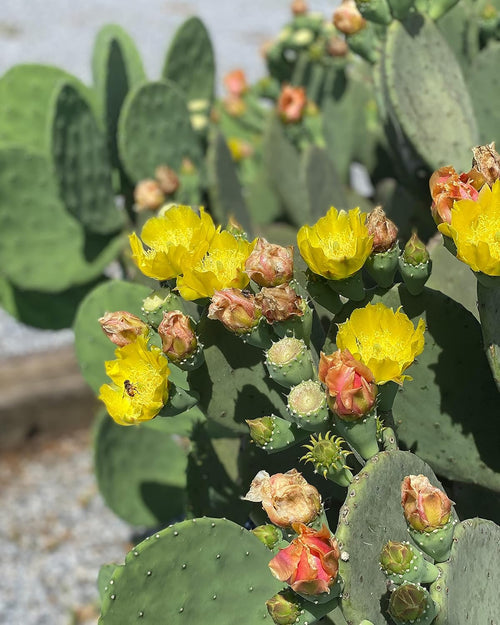 1 PAD Cutting Winter Hardy Cactus V2586