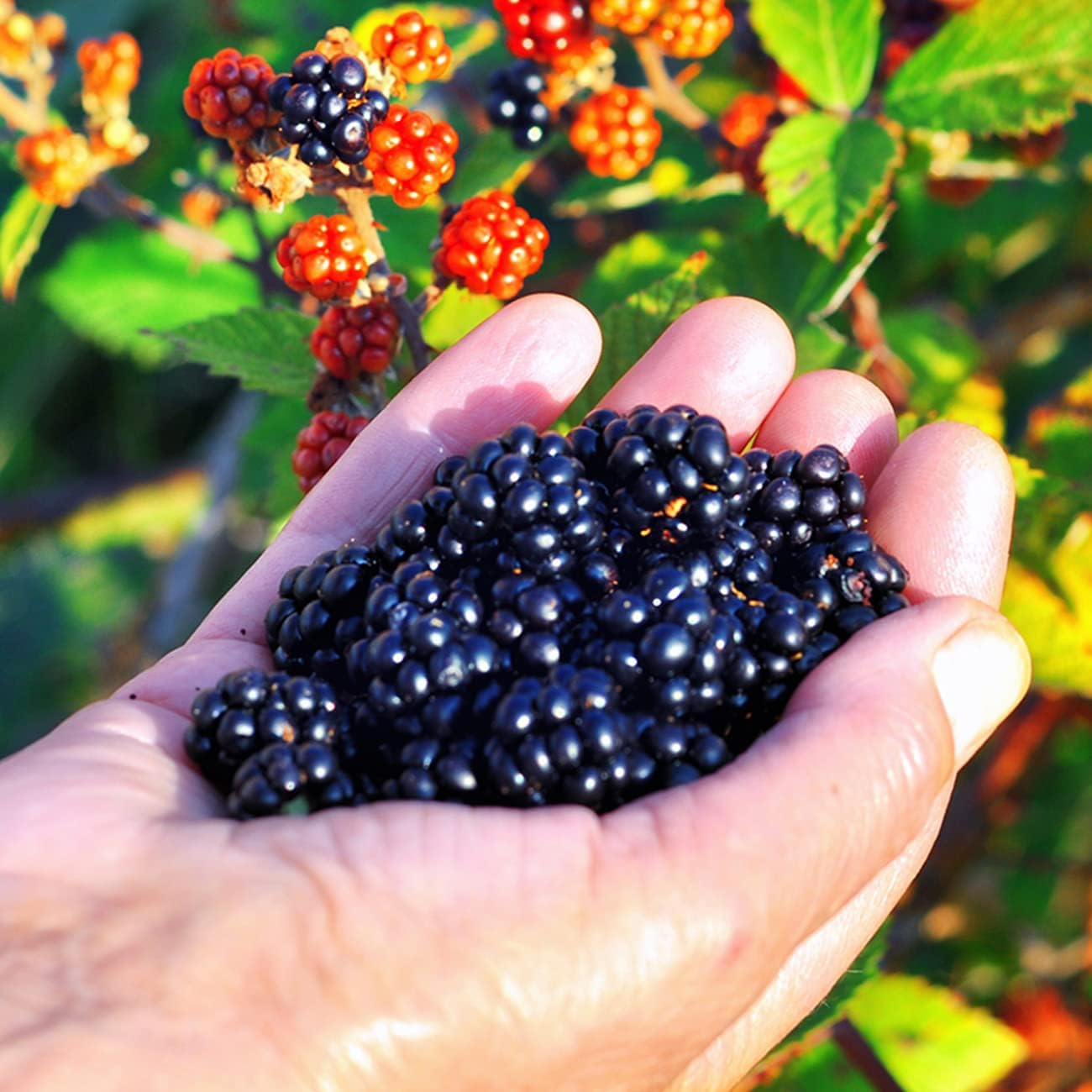 Triple Crown BlackBerry Bush 1 Gallon S54284
