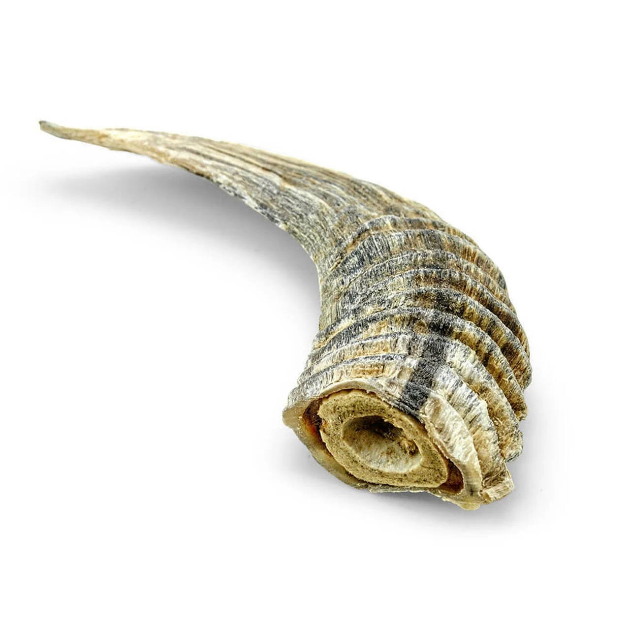 Lamb Horn Dog Chew A152204