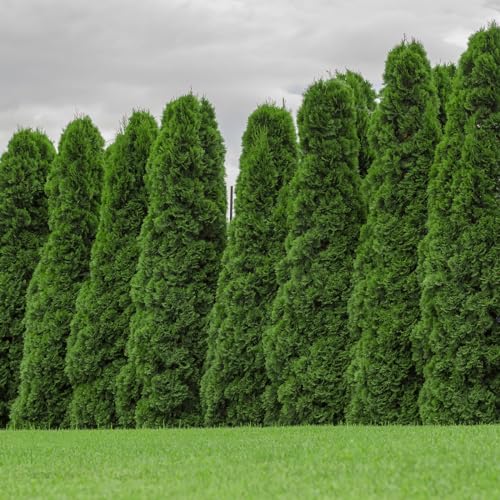 Emerald Green Arborvitae in 3 Gal. Grower's Pot K162