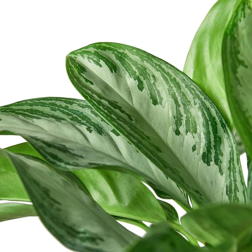 Silver Bay Chinese Evergreen 4" Pot O561