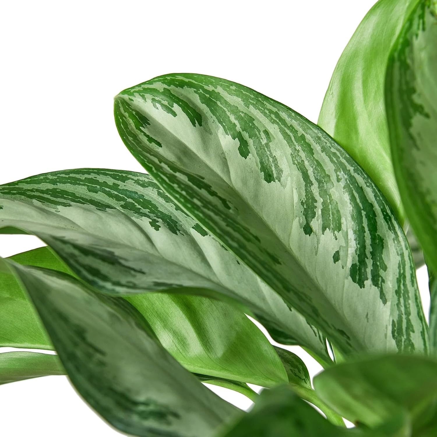 Silver Bay Chinese Evergreen 4" Pot O561