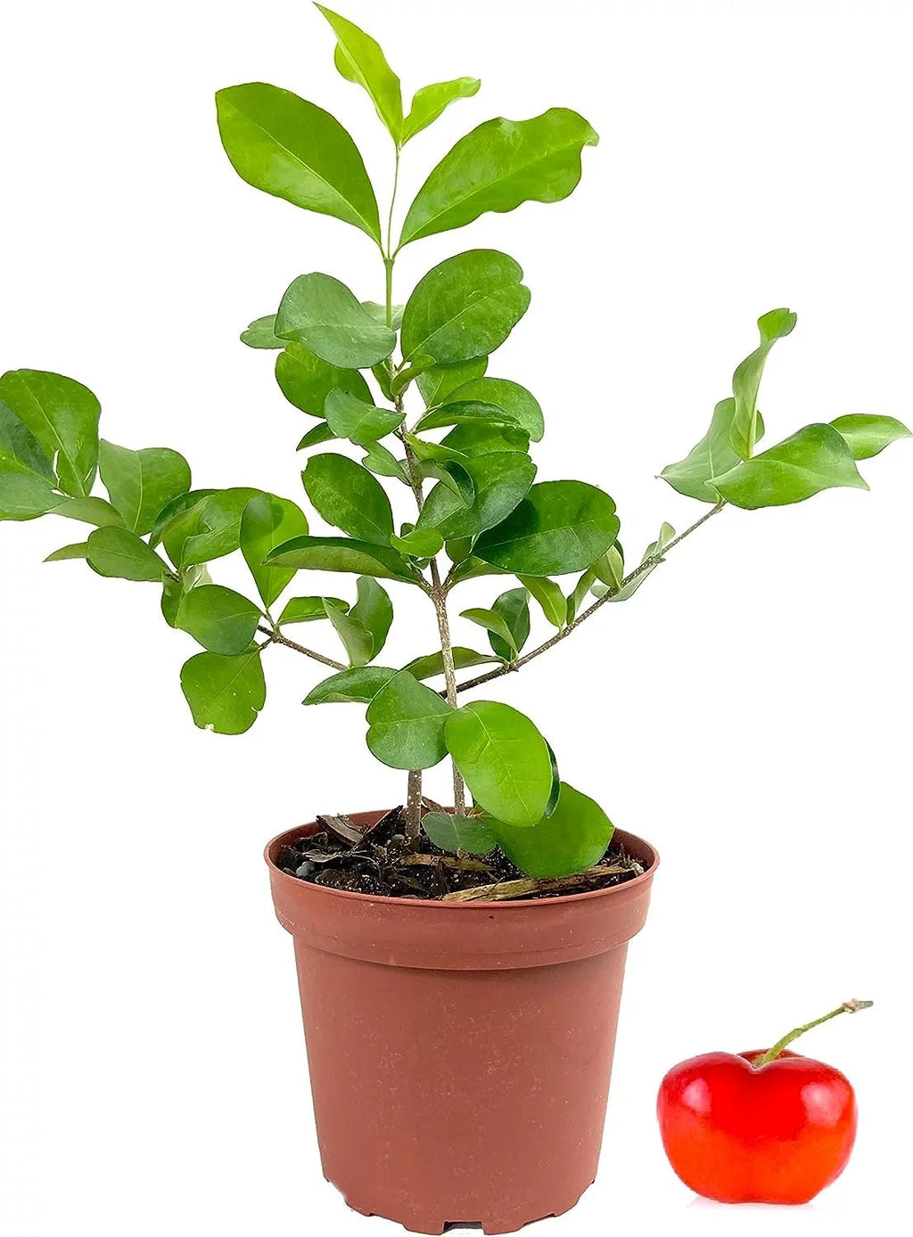 Live Plant in a 4 Inch Grower's Pot T887