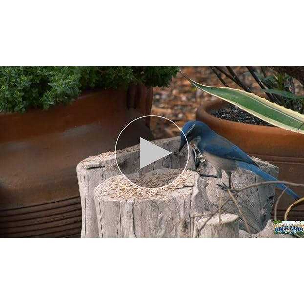 Sunflower Coarse Hearts Bird Seed A40424