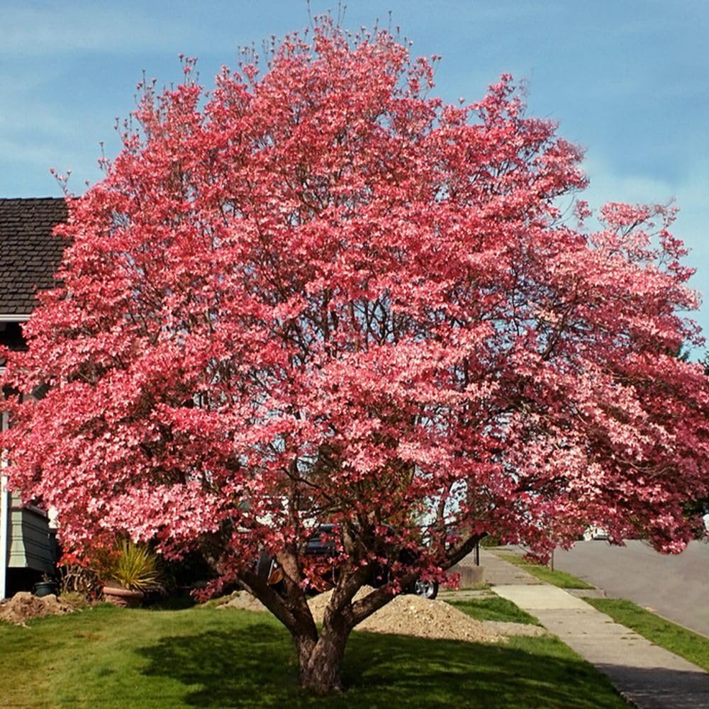 1 gal Pink Flowering Dogwood Tree O875347