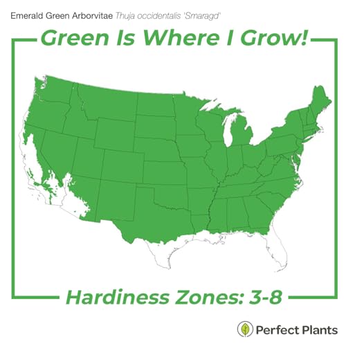 Emerald Green Arborvitae in 3 Gal. Grower's Pot K162