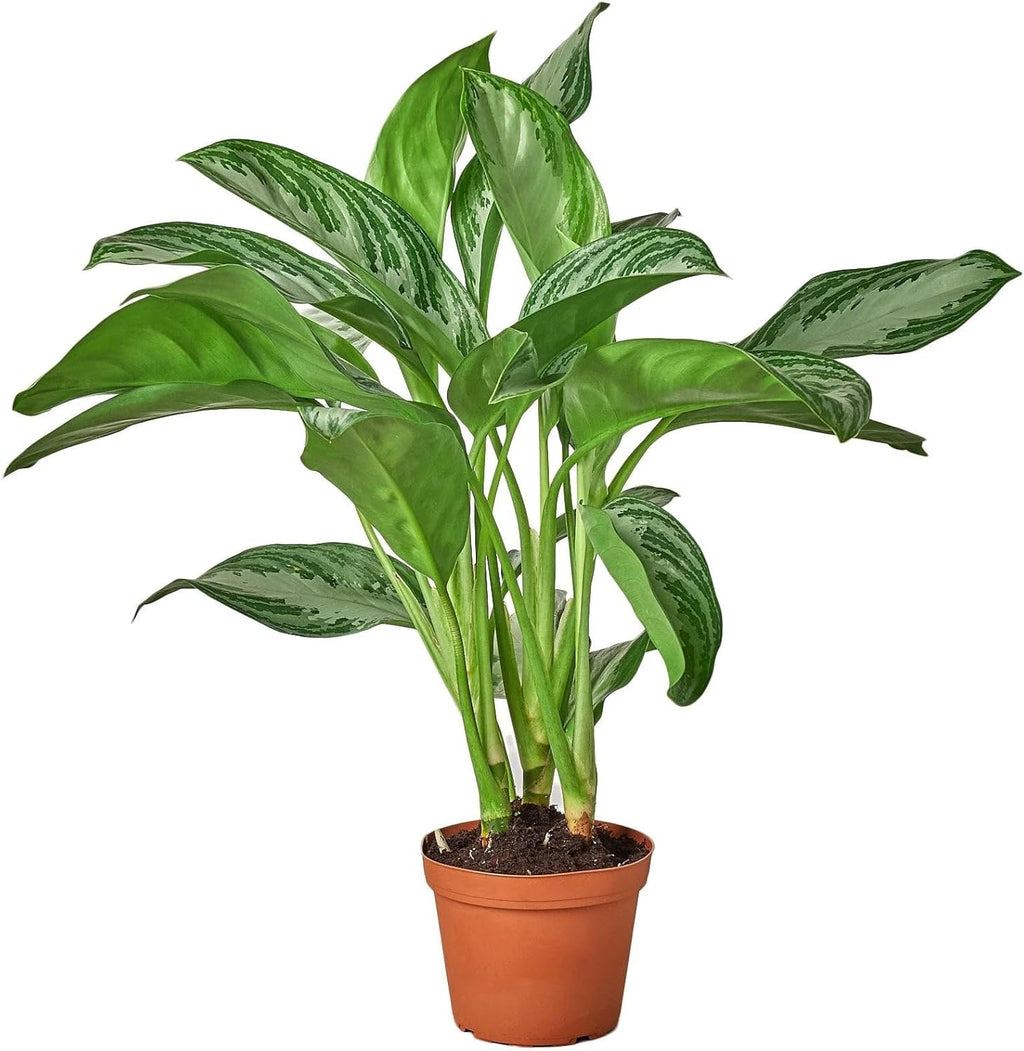 Silver Bay Chinese Evergreen 4" Pot O561