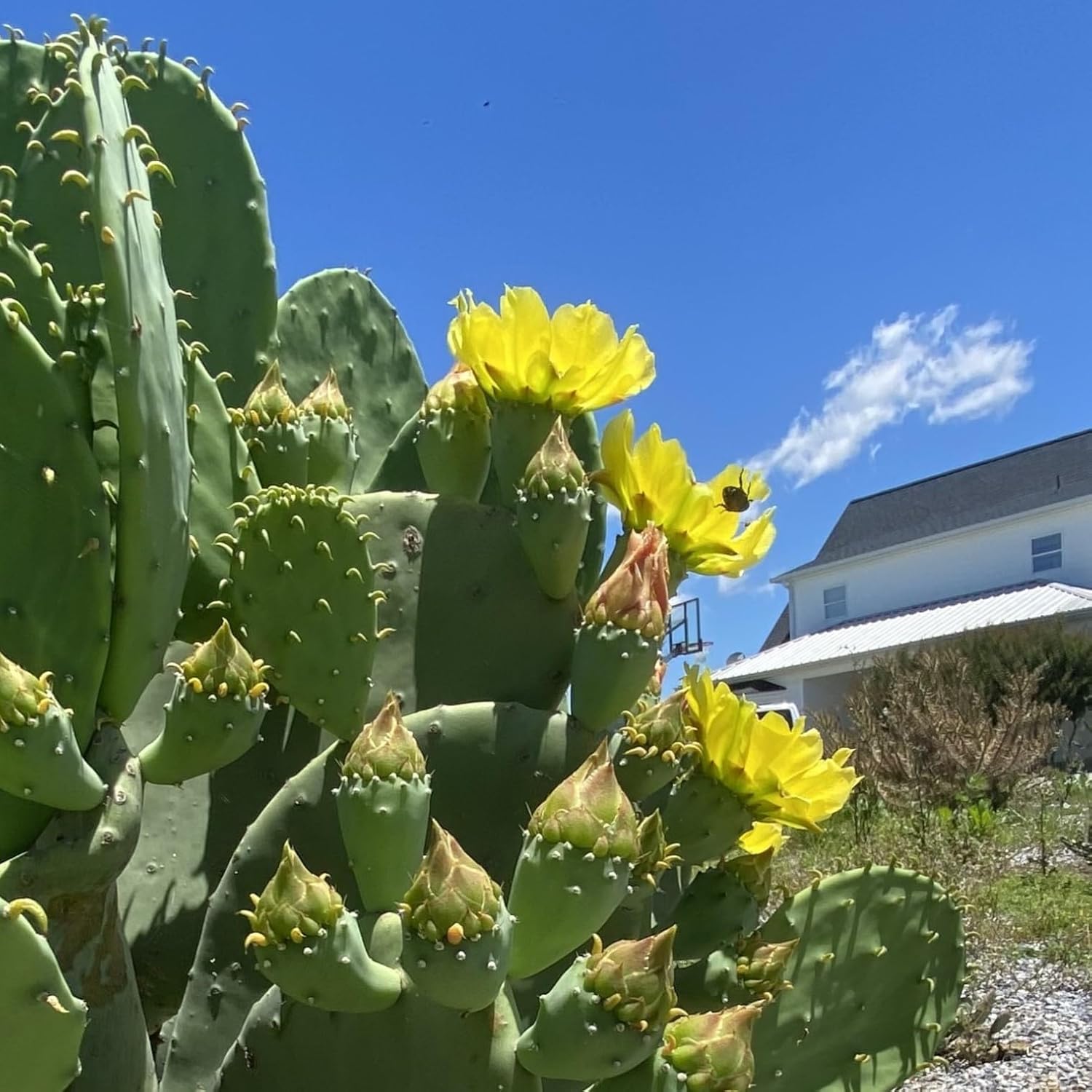 1 PAD Cutting Winter Hardy Cactus V2586