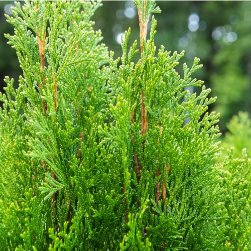 Emerald Green Arborvitae in 3 Gal. Grower's Pot K162