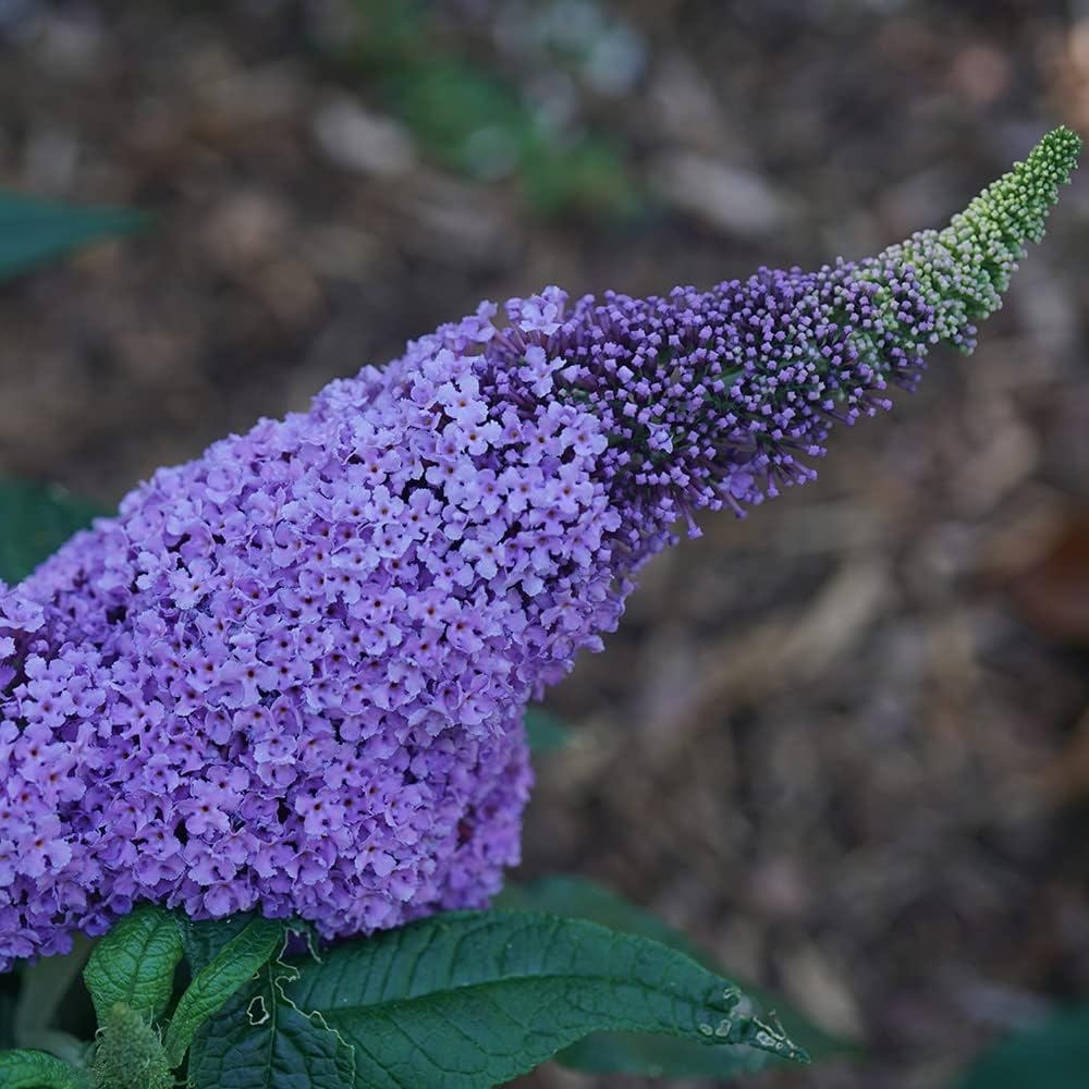 3 gal Light Purple Deciduous Shrub C937