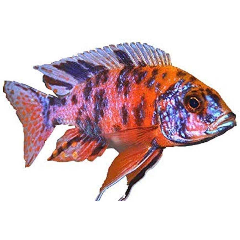 Fish Food for African Cichlids Tetras Tropical Fish Q96407
