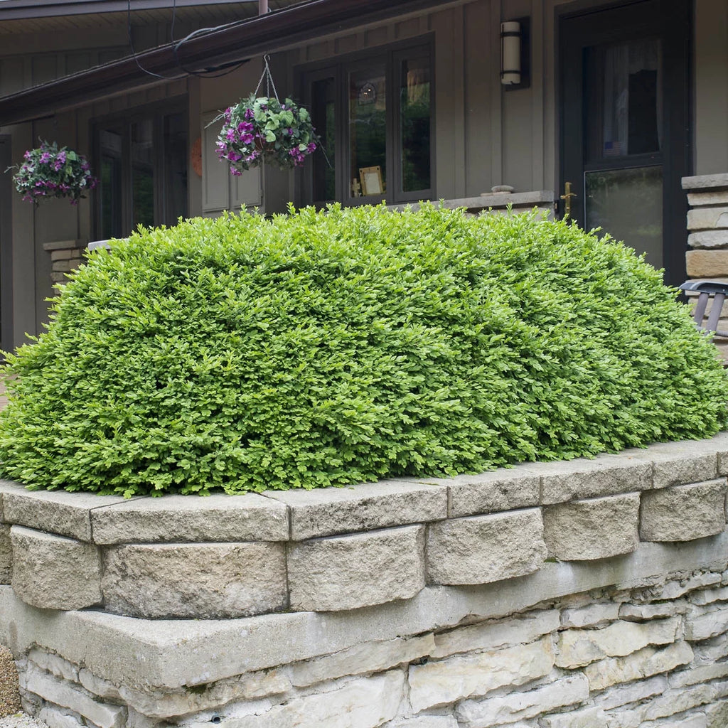 Green Velvet Boxwood Broadleaf Evergreen Shrub, 2.50 qt pot (1-Pack) J888