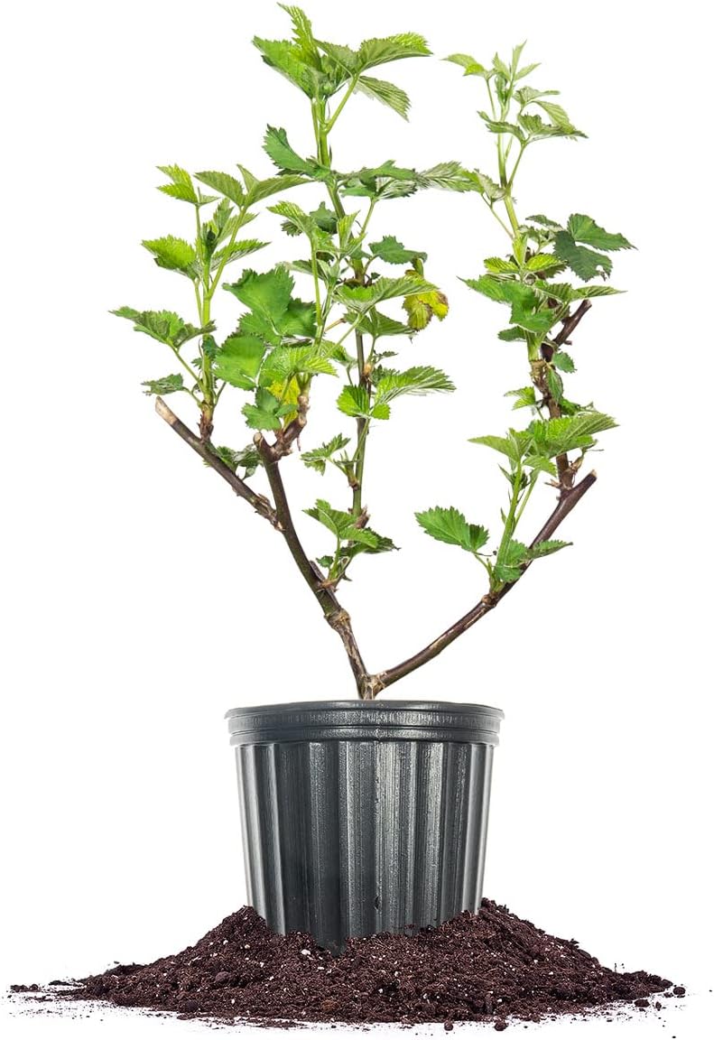 Triple Crown BlackBerry Bush 1 Gallon S54284