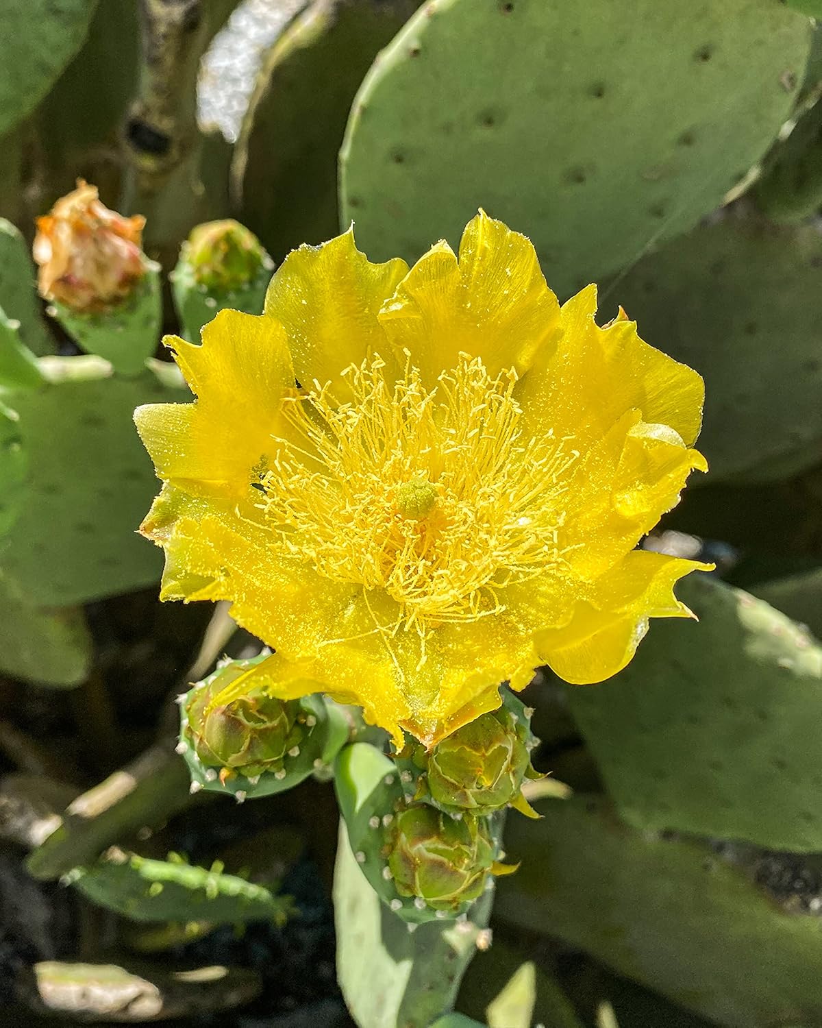 1 PAD Cutting Winter Hardy Cactus V2586