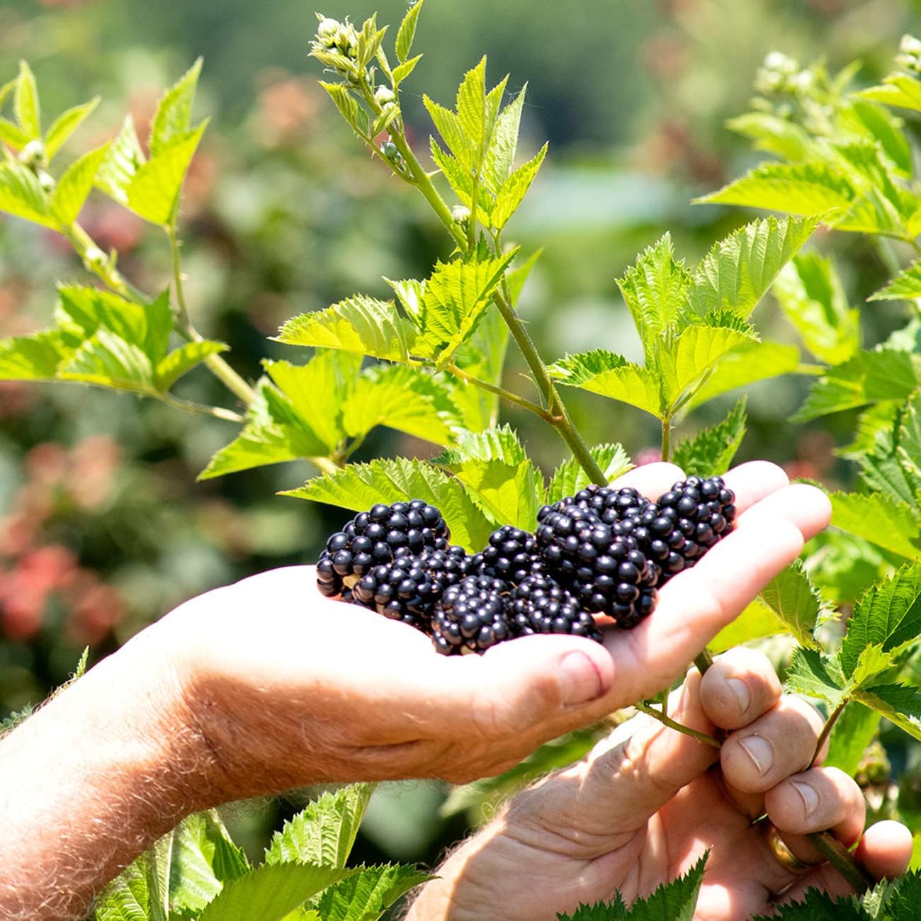 Triple Crown BlackBerry Bush 1 Gallon S54284