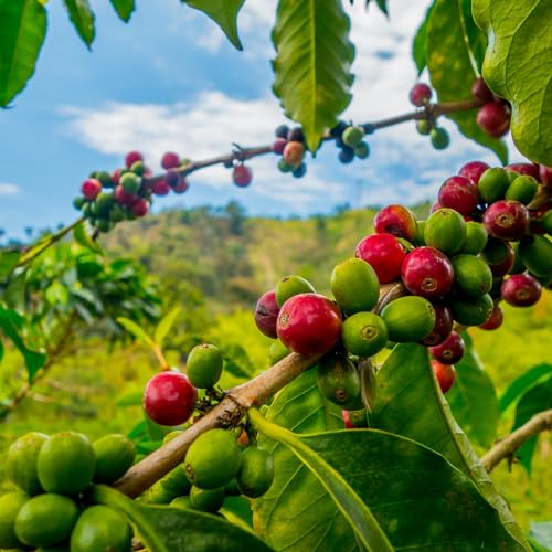 2-PACK 100% Hawaiian Kona Coffee Medium Roast Ground - 7 Ounce Bags (Pack of Two) V45663