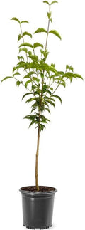 1 gal Pink Flowering Dogwood Tree O875347