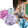 Microscope Slide Set Q612692