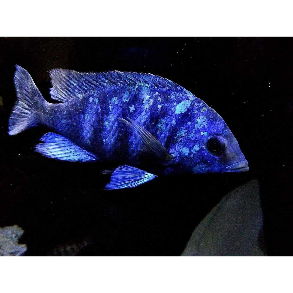 Fish Food for African Cichlids Tetras Tropical Fish Q96407