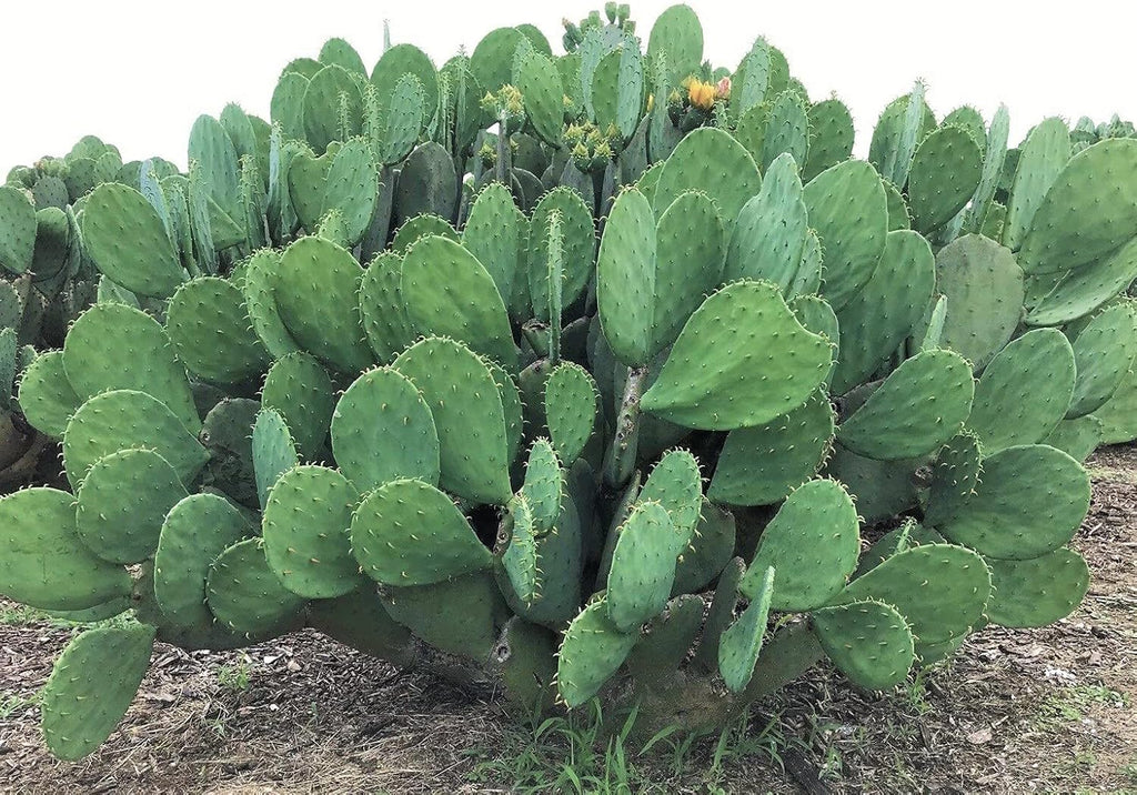 1 PAD Cutting Winter Hardy Cactus V2586