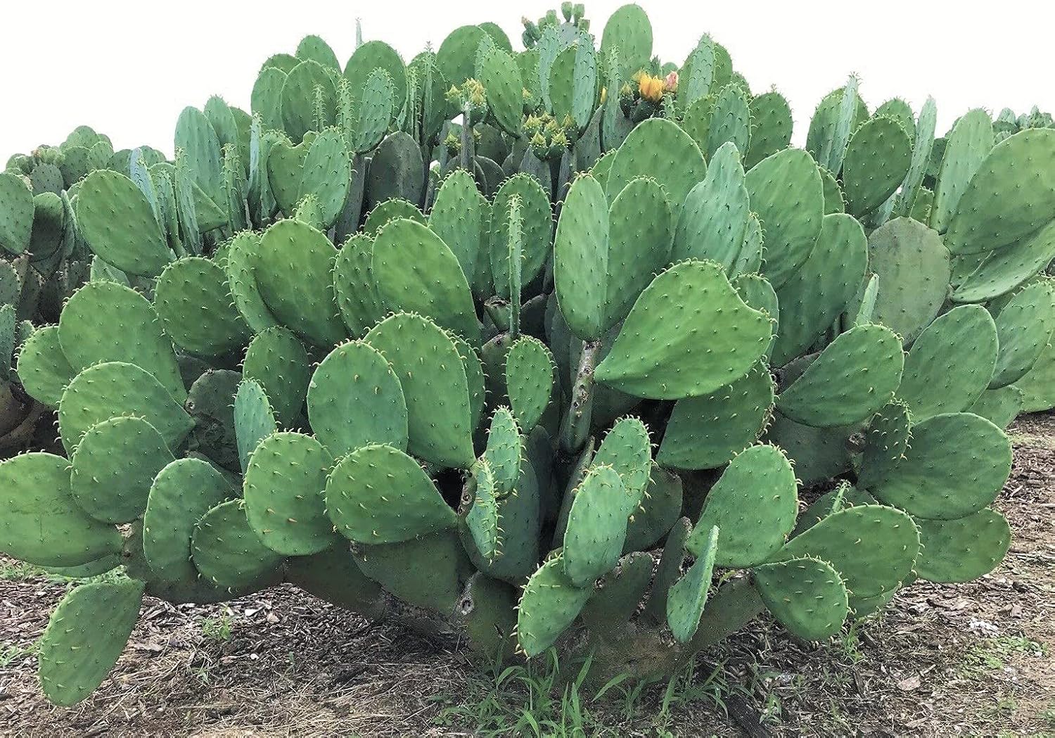 1 PAD Cutting Winter Hardy Cactus V2586