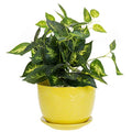 7 Inch White Ceramic Plant Pot with Drainage Hole and Saucer L724310