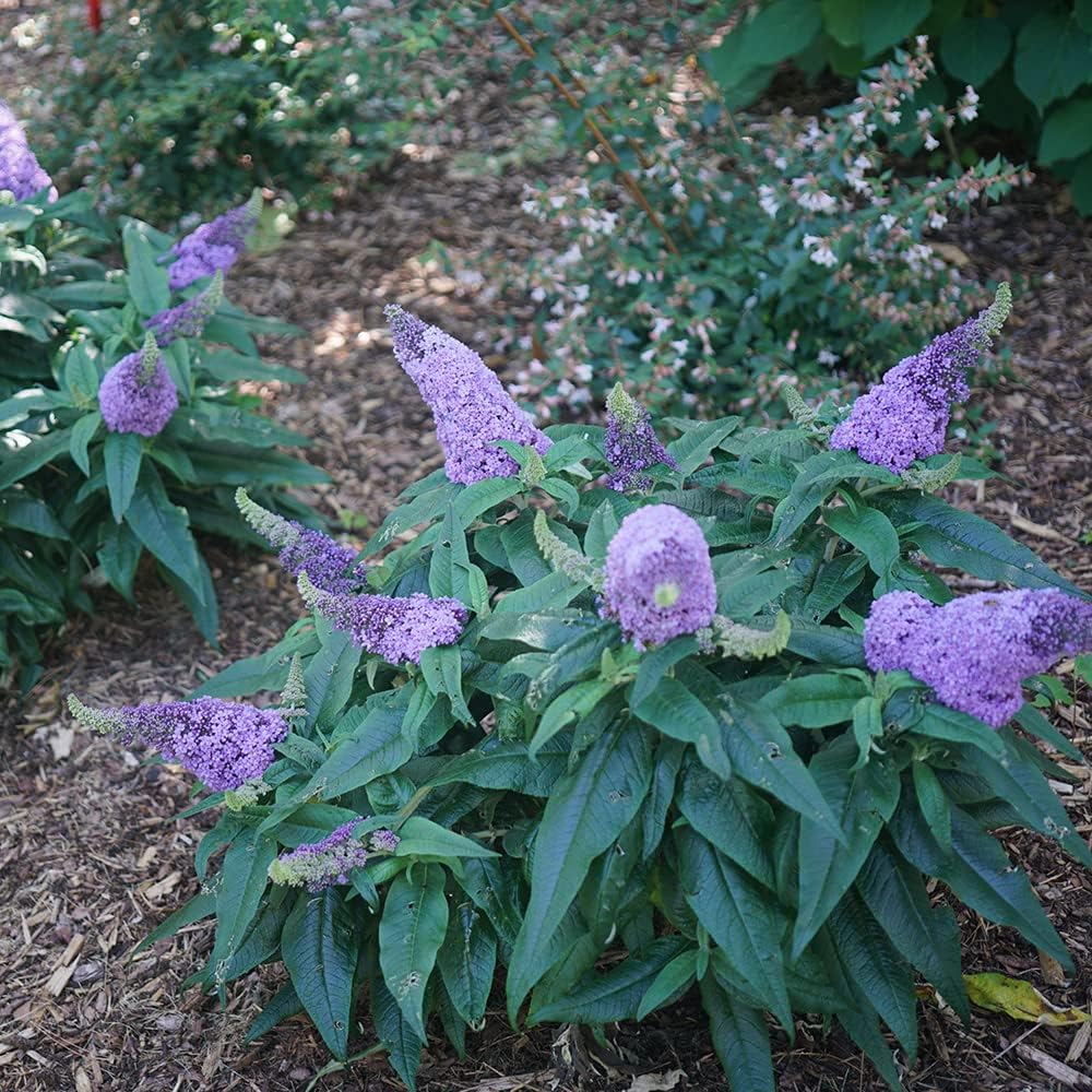3 gal Light Purple Deciduous Shrub C937