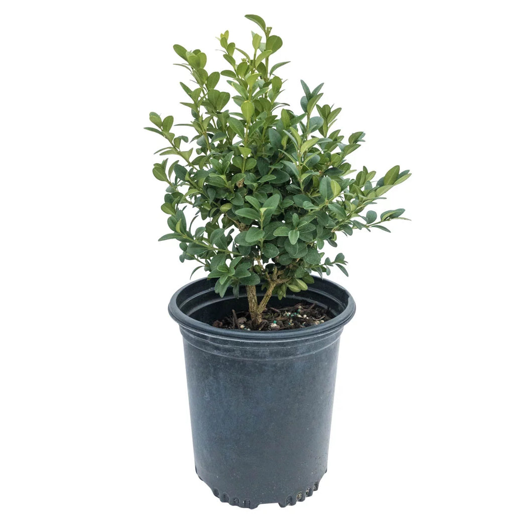 Green Velvet Boxwood Broadleaf Evergreen Shrub, 2.50 qt pot (1-Pack) J888