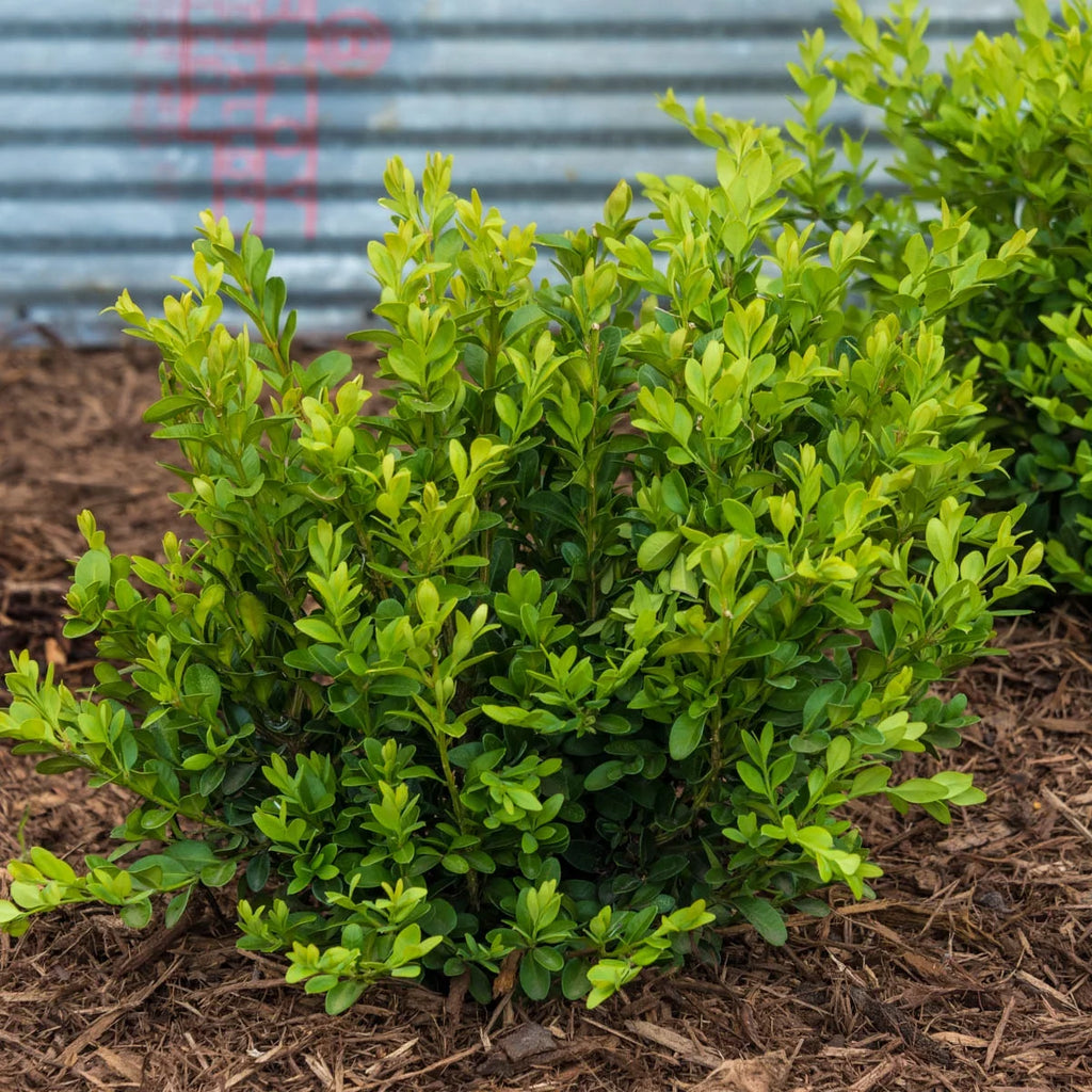 Green Velvet Boxwood Broadleaf Evergreen Shrub, 2.50 qt pot (1-Pack) J888