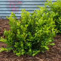 Green Velvet Boxwood Broadleaf Evergreen Shrub, 2.50 qt pot (1-Pack) J888