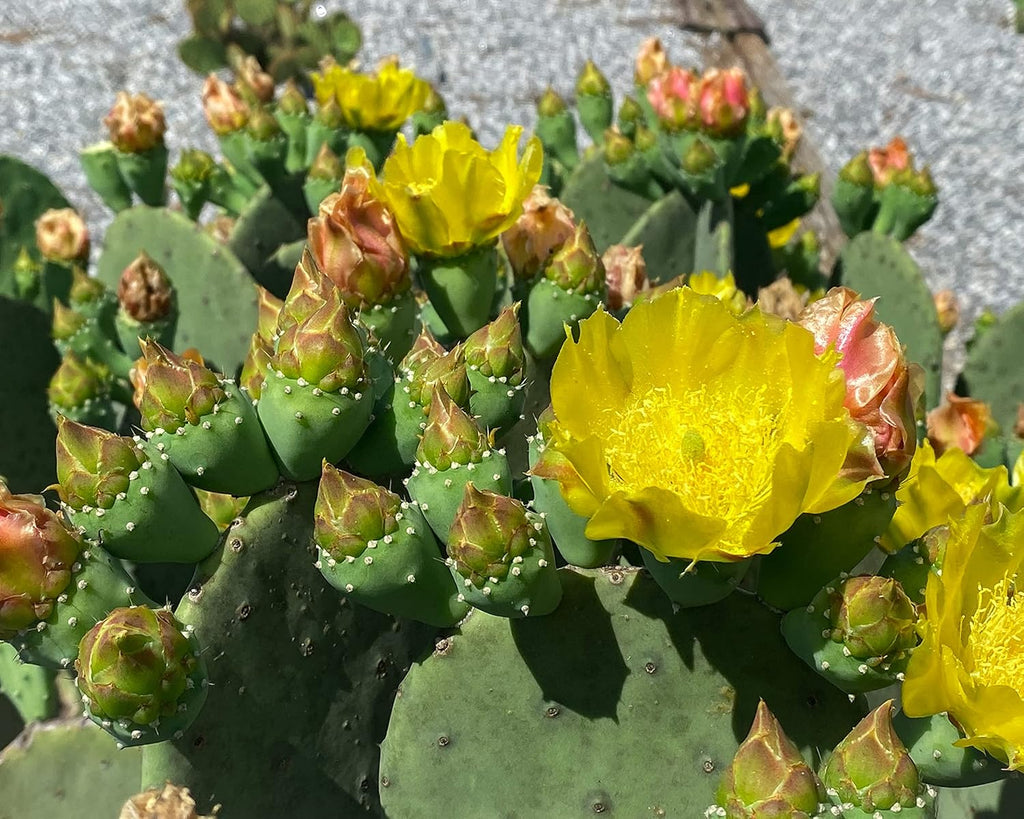 1 PAD Cutting Winter Hardy Cactus V2586