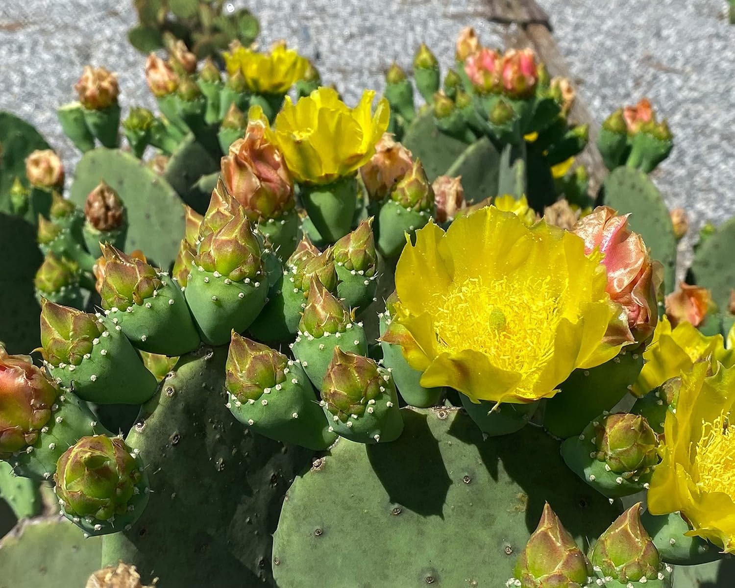 1 PAD Cutting Winter Hardy Cactus V2586