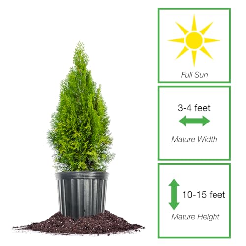 Emerald Green Arborvitae in 3 Gal. Grower's Pot K162
