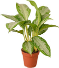Silver Bay Chinese Evergreen 4" Pot O561