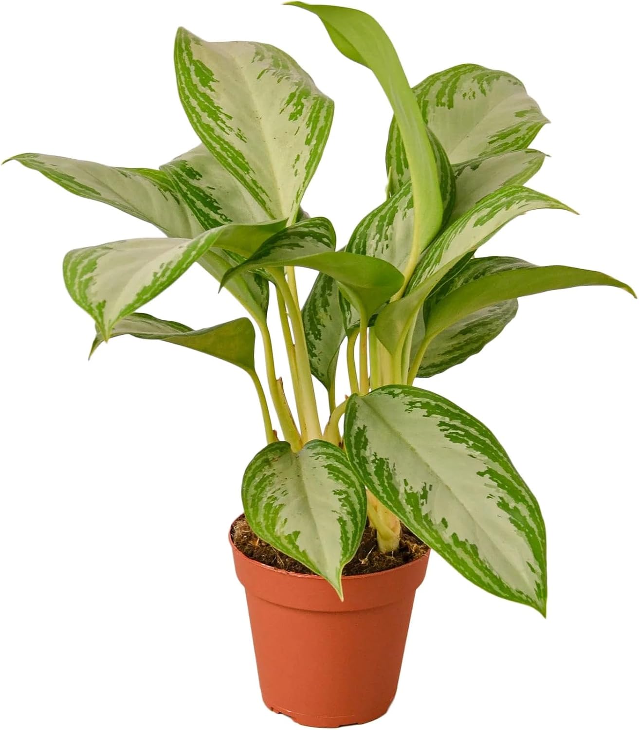 Silver Bay Chinese Evergreen 4" Pot O561